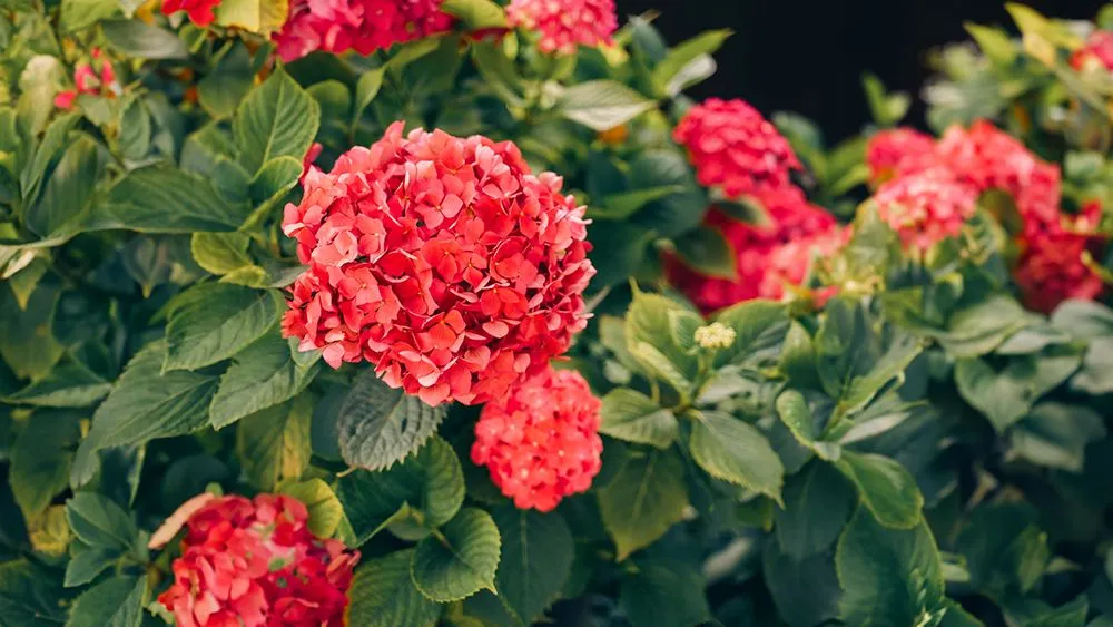 The blooms turn red when the soil is alkaline and aluminum ions are not available. (Credits: user28176656/Freepik)