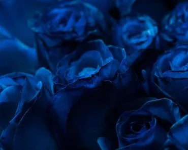 Where Can We Find A True Blue Rose?