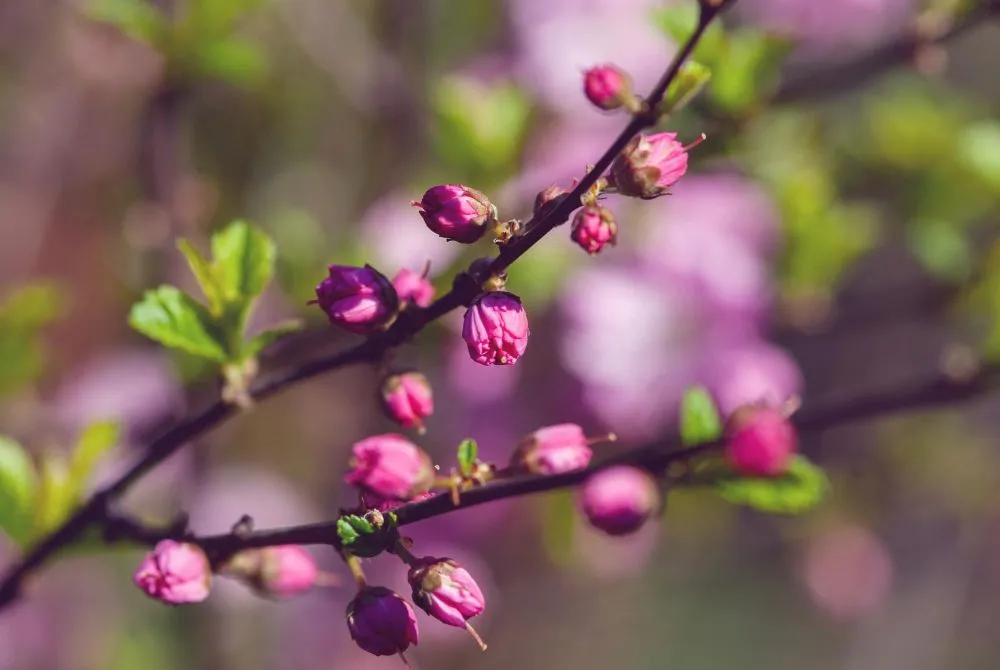Plants break open their buds in response to the longer days of spring and summer (Credits: 1169/Freepik)