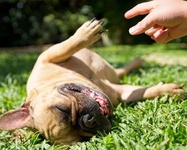 Why Do Some Animals Play Dead? (Hint: It’s Not Just To Avoid Predators)