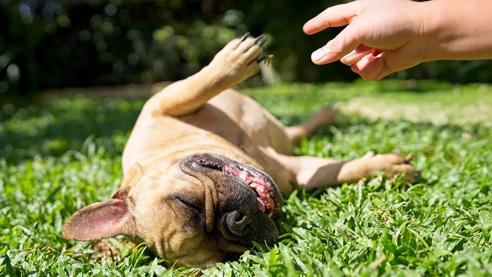 Why Do Some Animals Play Dead? (Hint: It’s Not Just To Avoid Predators)