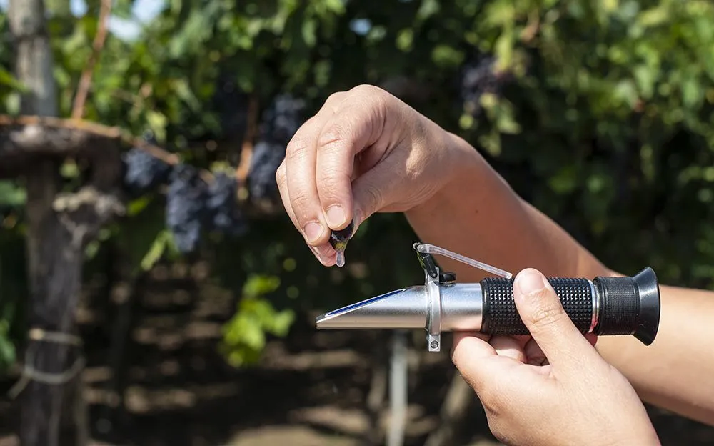 Measuring the brix of grapes with a refractometer (Credits: deyangeorgiev/Envato Elements)