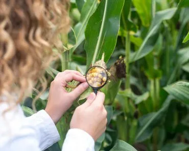 How Much Have Our Crops Changed Since Agriculture Began?