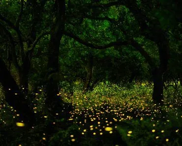 Does Everything In Nature Follow Sync Up With Each Other?