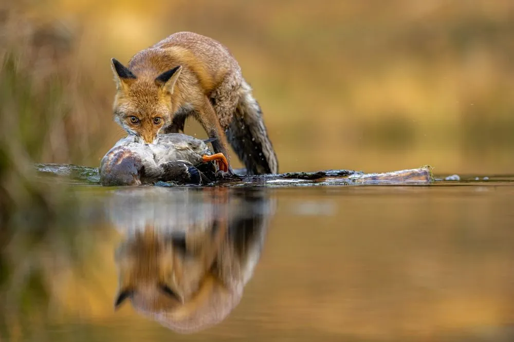 Ducks play dead to fool inexperienced foxes into believing that they’re carrion  (Credits: Jaroslav Macenauer/Shutterstock)