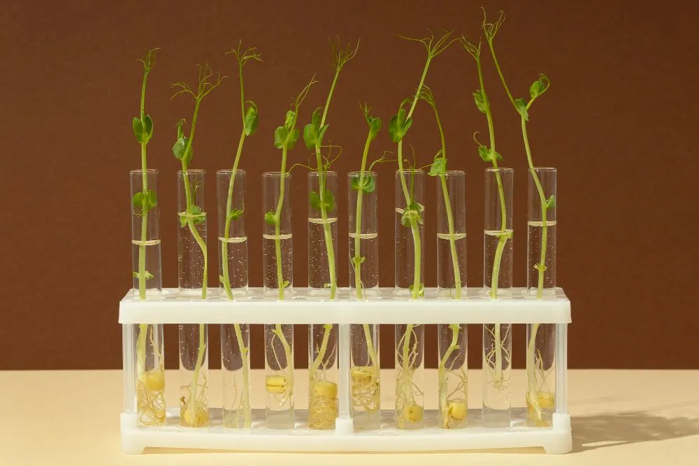 The breeders harvested the young embryos and grew them in tubes of nutrient media in the lab until they were little plants that were strong enough to be planted in the field (Credits: Freepik)