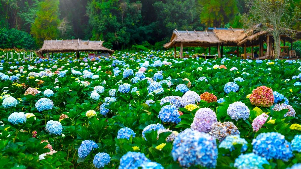 The same plant can have different color flowers if the roots are spread out over soil with different pH (Credits: tawatchai07/Freepik)