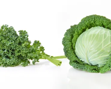 Are Kale And Cabbage The Same Plant?