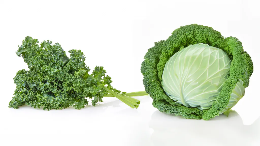 Are Kale And Cabbage The Same Plant?