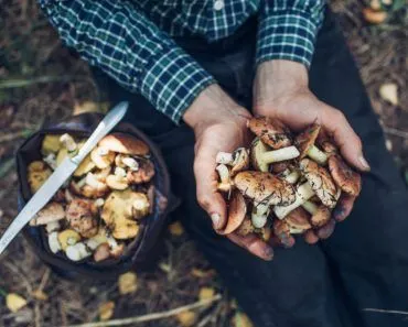 Why Should We Expose Mushrooms To Sunlight Before Cooking?
