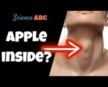 Why Do Men Have Adam's Apples?