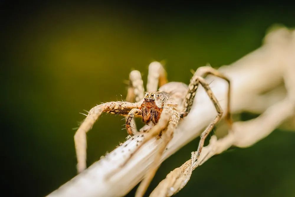 The male nursery web spider fakes death not only to save its life, but also to successfully mate with the female spider (Credits: radub85/Envato Elements)