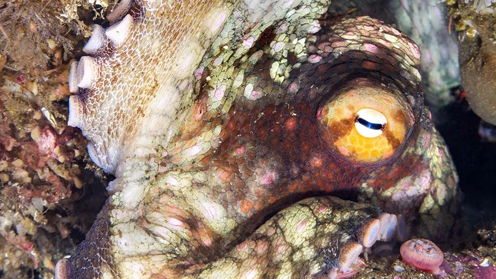 Close-up image of the off-axis unusually shaped pupil of an Octopus (Credits: joebelanger/Envato Elements)