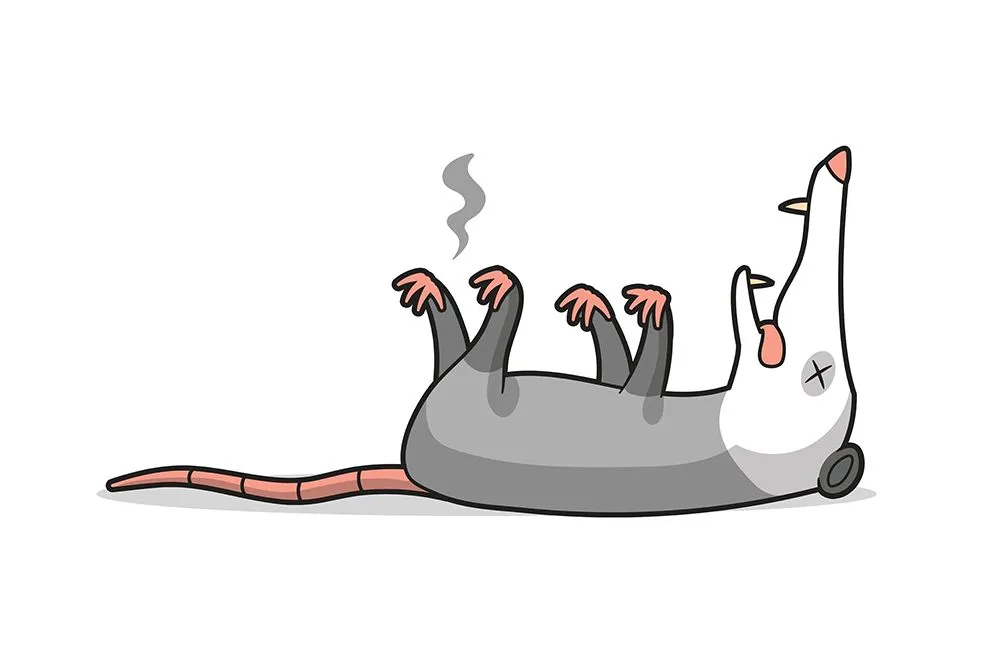 The Virginia opossum is well known to play dead to avoid predation (Credits: Zoran Milic/Shutterstock)