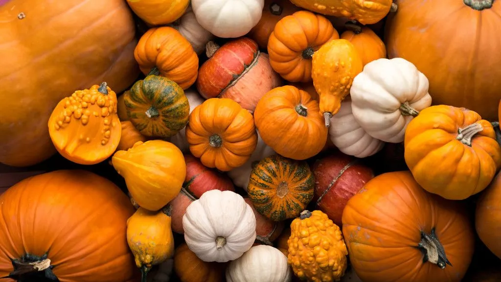 Pumpkins come in diverse shapes and sizes (Credits: sergeyskleznev/Envato Elements)