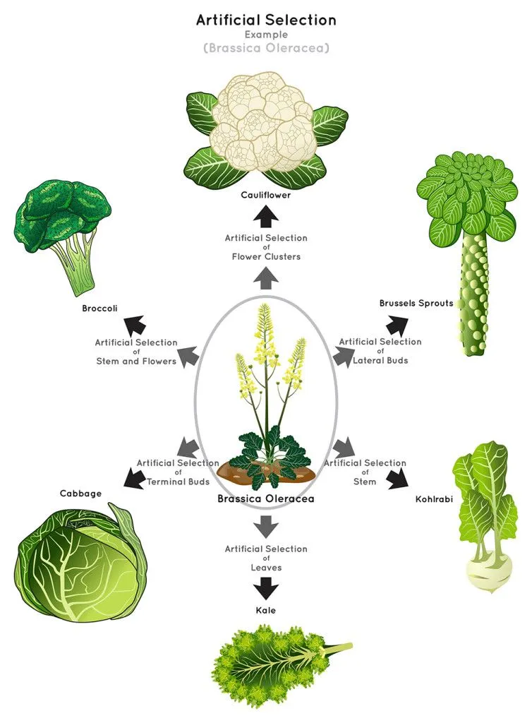 Cauliflower, broccoli, brussels sprouts, cabbage, kohlrabi and kale are all the same species (Credits: udaix/Shutterstock)