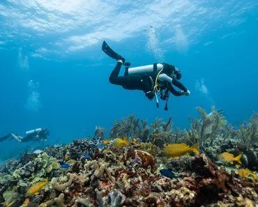 How Is There Life In The Deep Ocean If Plants Don’t Have Light There?