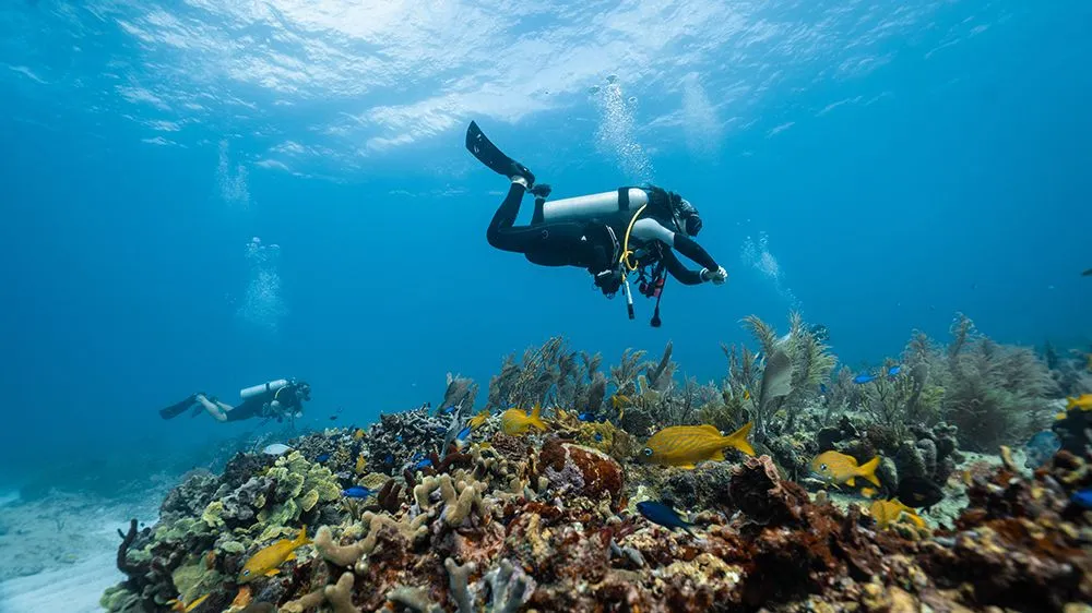 How Is There Life In The Deep Ocean If Plants Don't Have Light There?