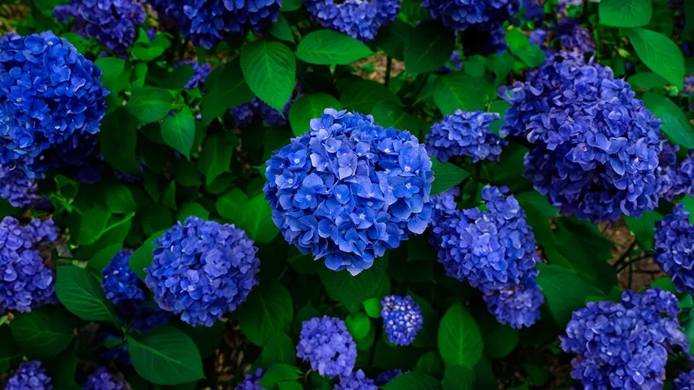 The blooms turn blue when the soil is acidic and aluminum ions are available (Credits: wirestock/Freepik)