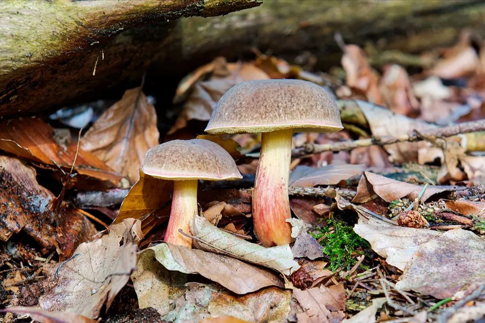 Wild mushrooms have more vitamin D than cultivated mushrooms (Credits: NERYX/Envato Elements)