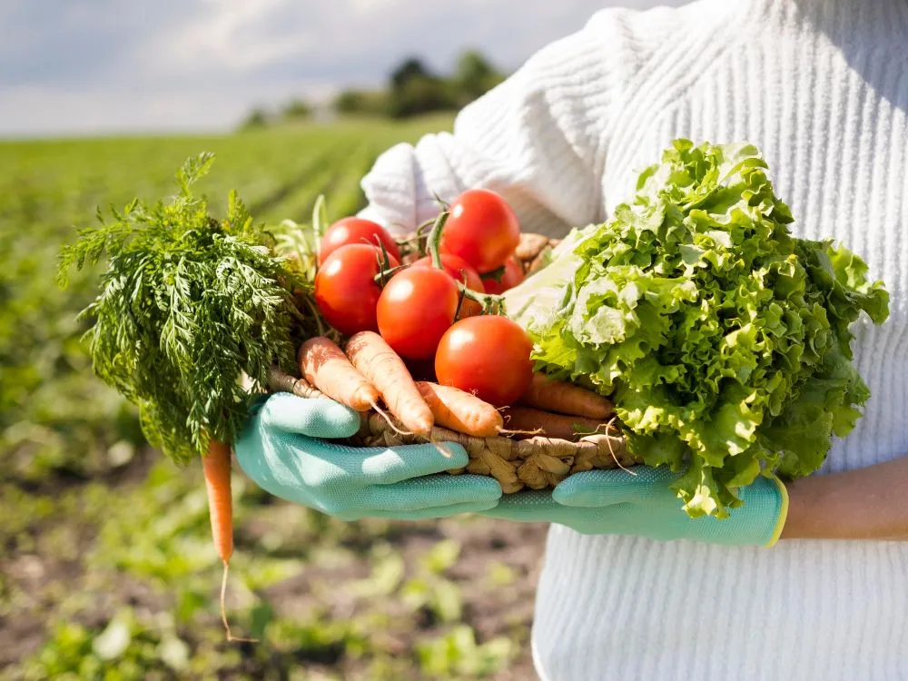 Organic farms yield less than conventional farms (Credits: Freepik)