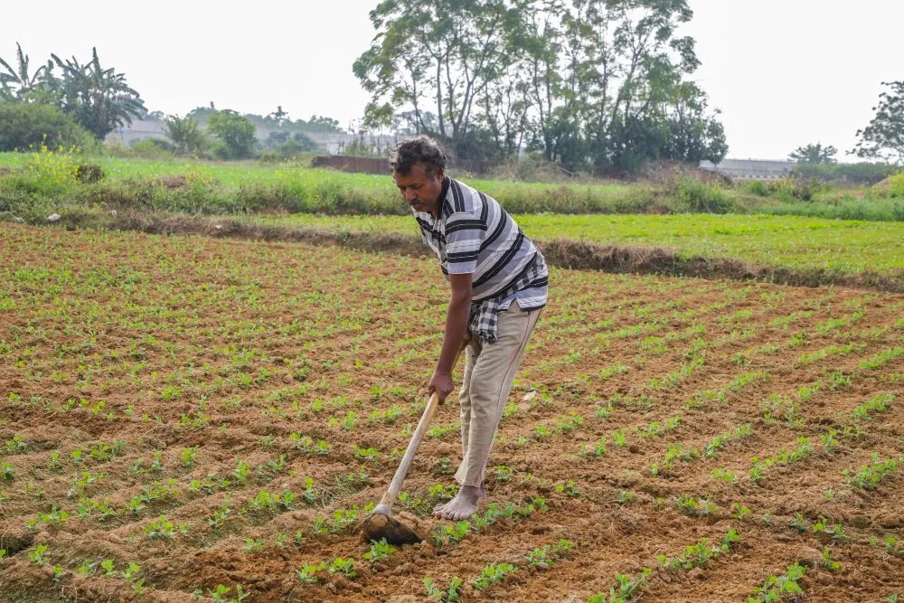 Farmers in low- and middle-income countries continue to grow landraces and save seeds for the next crop cycle. (Credits: ajaynaagwanshi/Freepik)