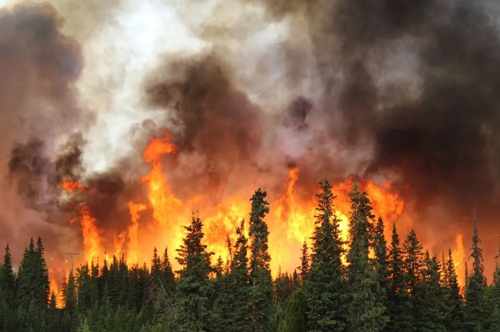 Wildfires burning down trees(Credits: Alaskagirl8821/Shutterstock)