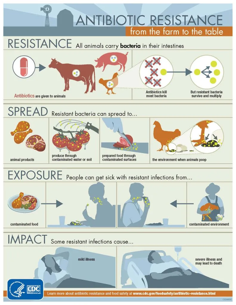An infographic depicting how antibiotic resistance occurs due to antibiotic use in livestock (Credits: CDC/Wikimedia Commons)