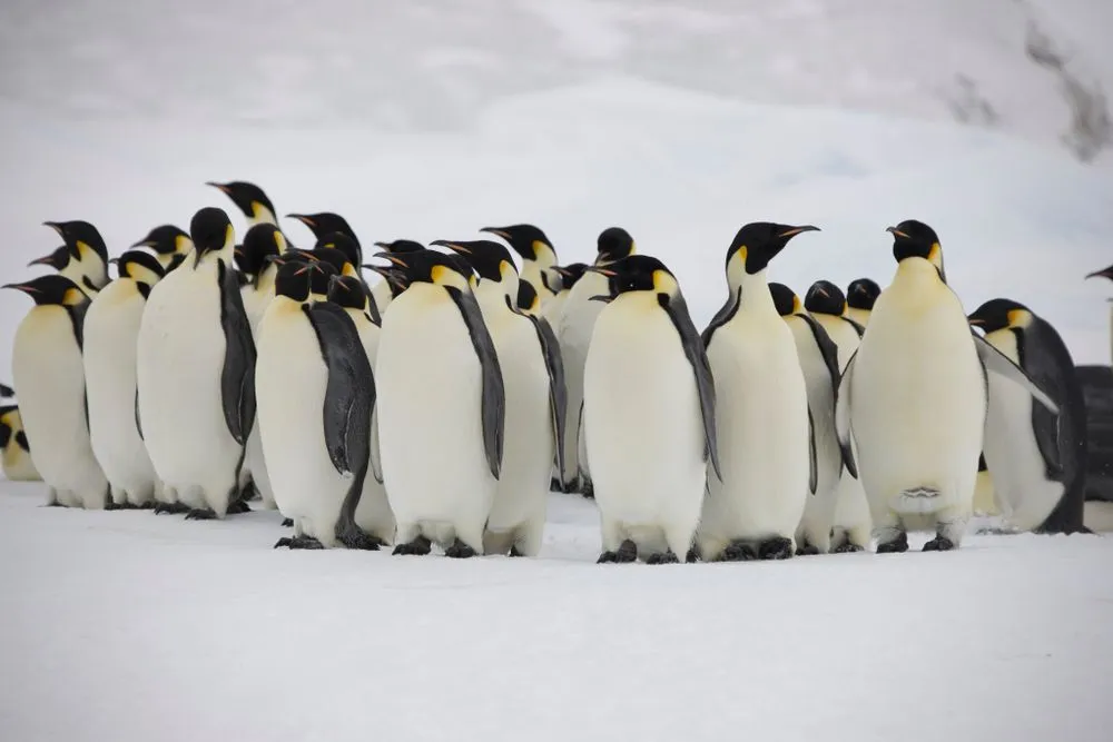 In this group of penguins, the ones on the outside feel the coldest, while those inside the group are somewhat shielded. A very similar thing happens to the water in an ice cube.(Credits: Iurii Kazakov/Shutterstock)