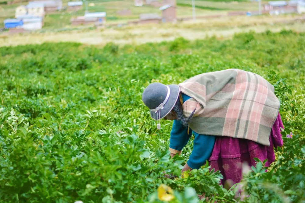 The men participated in the initial sowing, while the women took care of the farms and harvested the crop (Credits: Ruslana Iurchenko/Shutterstock)