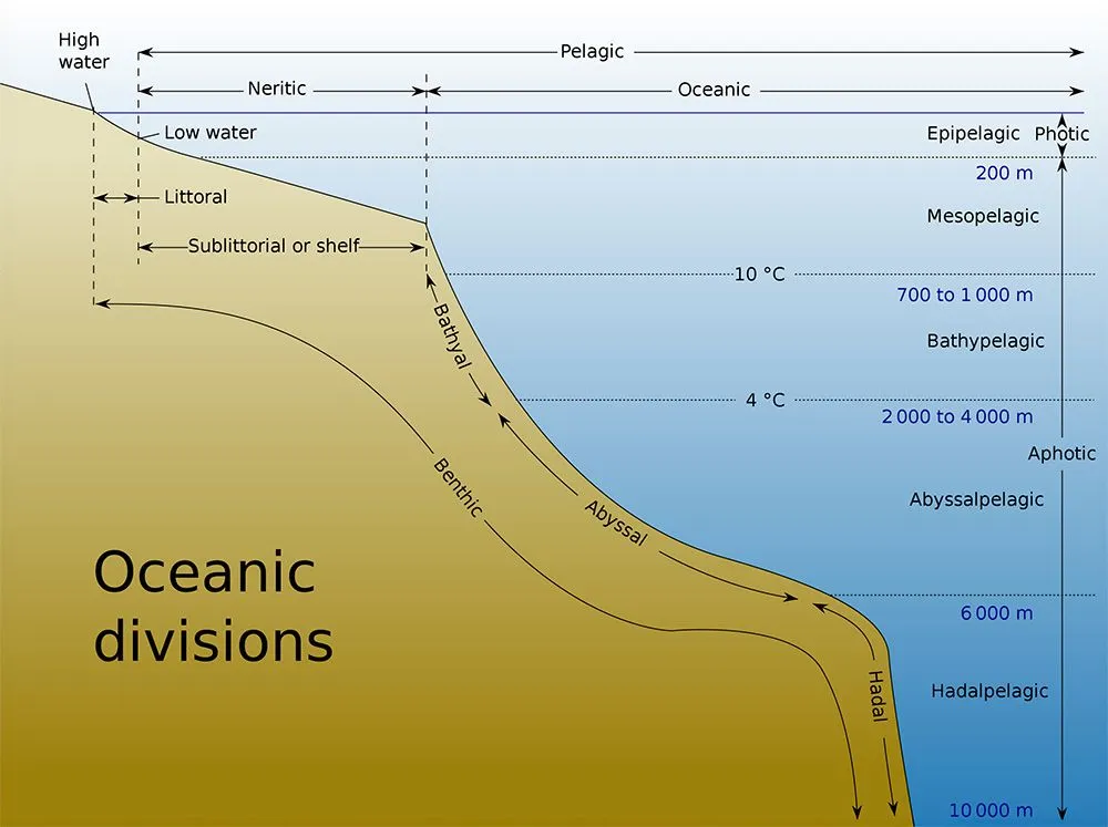 Ocean zones. The Epipelagic Zone gets plenty of sunlight. Below that, the amount of sunlight steadily decreases, and the Hadal Zone get zero sunlight. (Credits: Chris huh, K. Aainsqatsi/Wikimedia Commons)