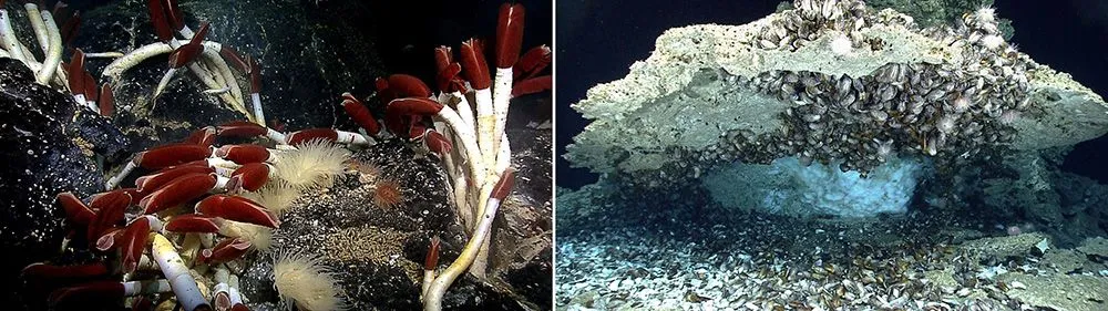 Left: Giant Tubeworms near the Galapagos Islands. Right: Chemosynthetic mussels in the Gulf of Mexico. They harbor bacteria that use hydrogen sulphide or methane to make food. (Credits: NOAA)