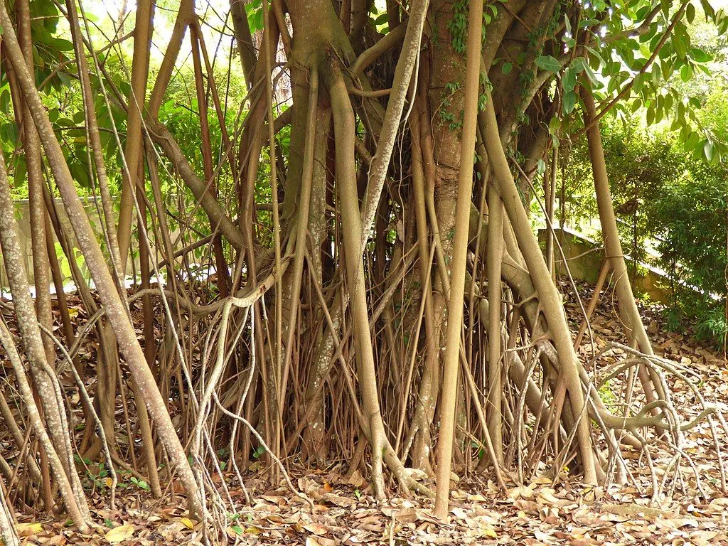 Aerial roots hang from the branches and grow towards the soil. (Credits: Wikimedia Commons)