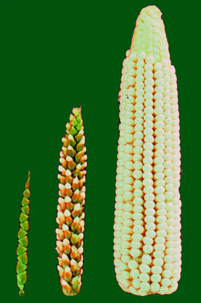 Evolutionof teosinte (left) to modern-day corn (right) (Credits: John Doebley/Wikimedia Commons)