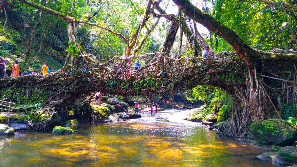How Do Living Bridges Grow?