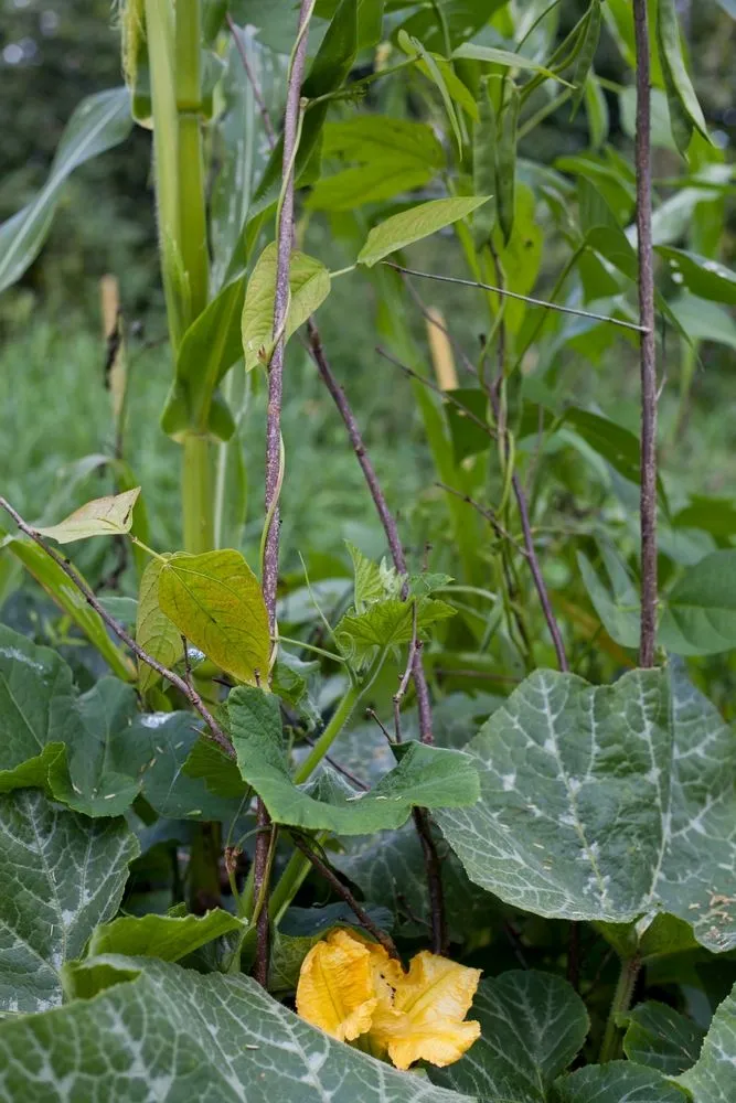 The large leaves of squash covered the soil to preserve the soil moisture and also prevented weeds (Credits: JoannaTkaczuk/Shutterstock)