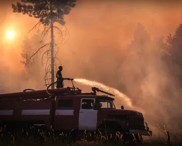 Why Planting Trees Won’t Help Reduce The Effects Of Climate Change?