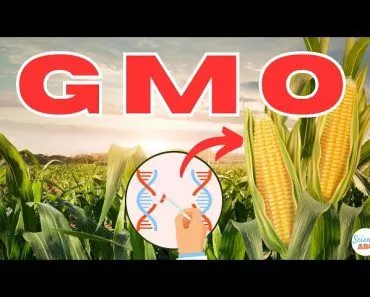 What are GMOs (Genetically Modified Organisms)?
