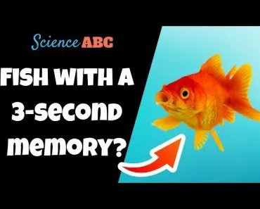 Goldfish Memory: Do They Only Have a 3-Second Memory?