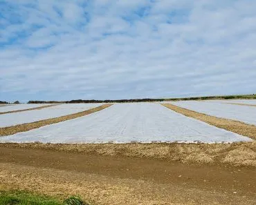 How Can Soil Solarization Protect Plants?