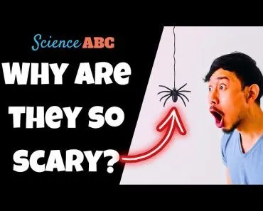Arachnophobia: Why Are People Scared of Spiders?