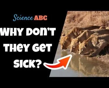 How Can Animals Drink Water From Dirty Ponds And Not Get Sick?