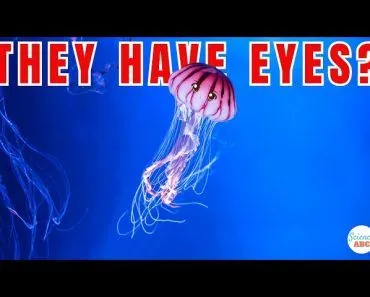 Do Jellyfish Have Eyes?
