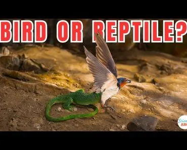 Are Birds Reptiles?