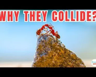 Why Do Ants Bump Into Each Other?