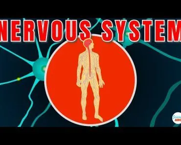 Nervous System Explained In Simple Words