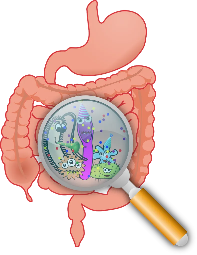 An imbalance in the gut microbiota can alter serotonin levels and affect gut motility. (Credits: OpenClipart-Vectors/pixabay.com)