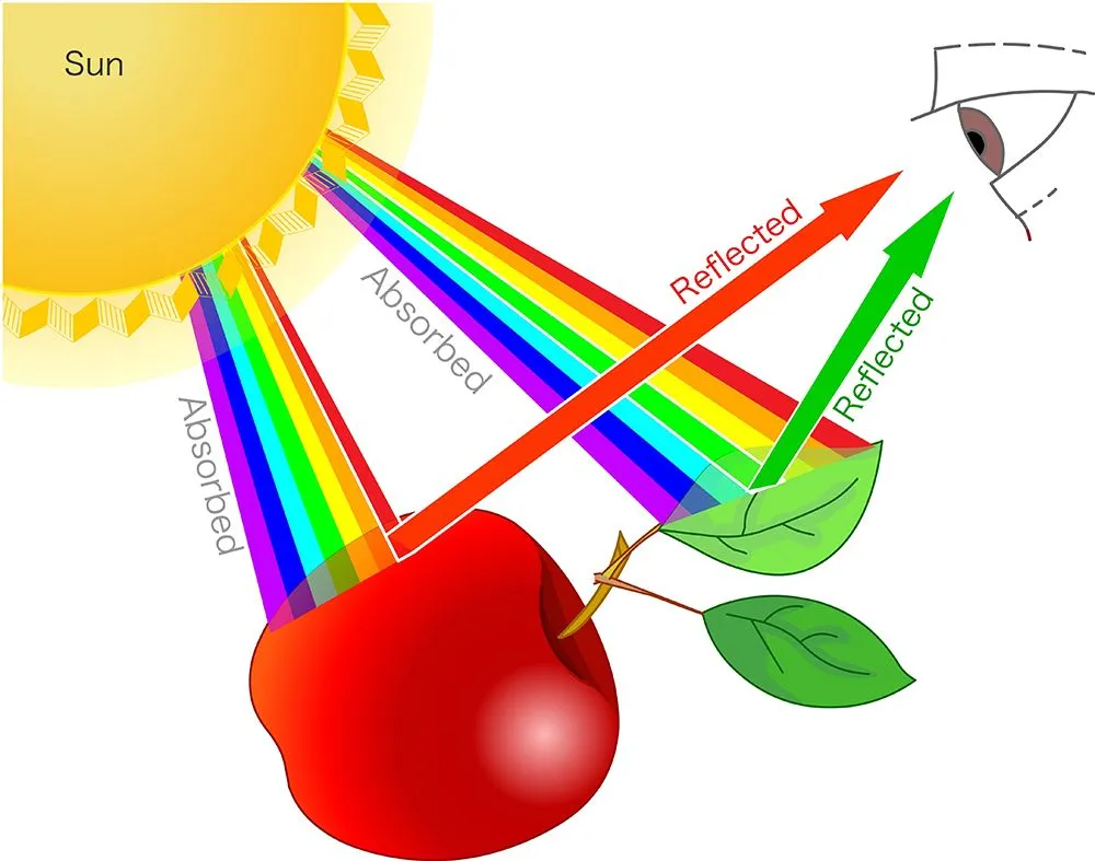 The wavelength reflected from the surface of an object is responsible for its color (Credits: grayjay/Shutterstock)