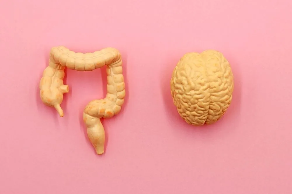 The gut-brain-axis is a bidirectional communication network that exists between our stomach and brain (Credits: TopMicrobialStock/Shutterstock)