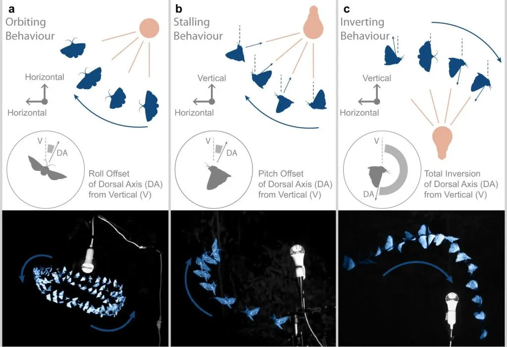 Insects flying around a light source in the field display 3 common behavioral motifs not seen in normal flight. (Credits: Fabian, S.T., Sondhi, Y., Allen, P.E. et al. Why flying insects gather at artificial light. Nat Commun 15, 689 (2024). https://doi.org/10.1038/s41467-024-44785-3)